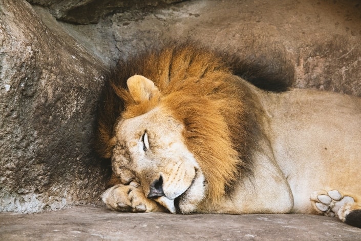 lion sleeping by the rock