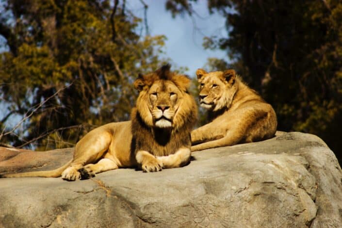 Dos leones acostados sobre una enorme roca